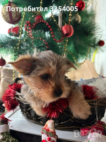 Мъжко йорки супер подарък , снимка 3 - Йоркширски териер - 52897852