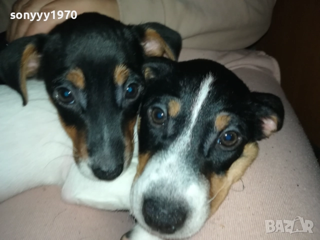 ДЖАК РЪСЕЛ-ЛЯВОТО ОТ СНИМКИТЕ 3110250739, снимка 2 - Джак ръсел териер - 52242197