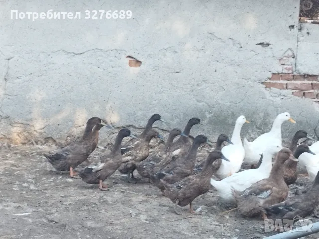 Патици Каки Кембъл