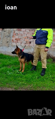 Обучено мъжко немска овчарка , снимка 2 - Немска овчарка - 52591895