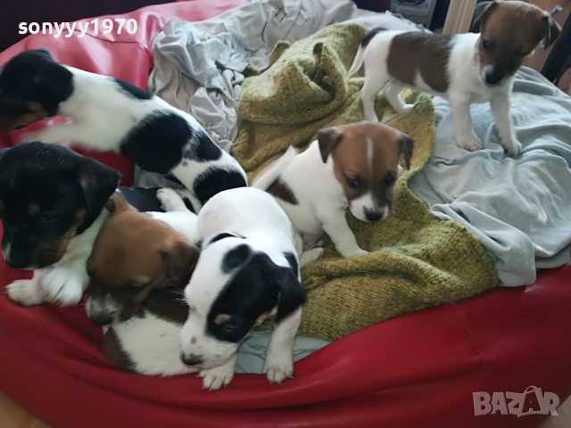 ДЖАКОВЕ СЛАДУРИ 2203221926, снимка 13 - Джак ръсел териер - 36198206