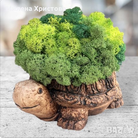 Кашпи "Костенурки" със скандинавски мъх 