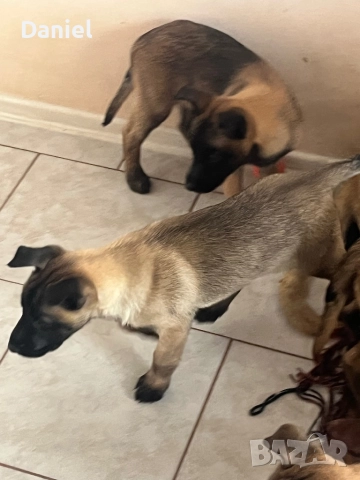 Белгийска овчарка-Малиноа , снимка 8 - Белгийска овчарка - 52623774