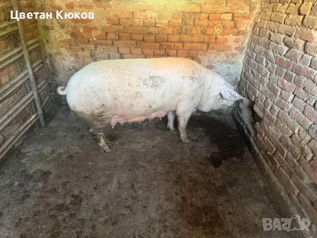 продавам малки прасенца , снимка 4 - Прасета - 56261523
