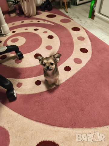 Чихуахуа момиченце, снимка 10 - Чихуахуа - 52725019