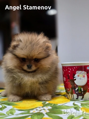 Померанче,шоко тан момиченце!