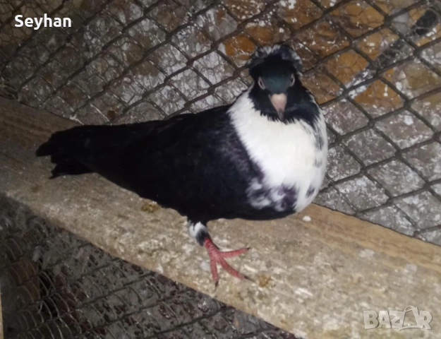 Чирпански гълъби 