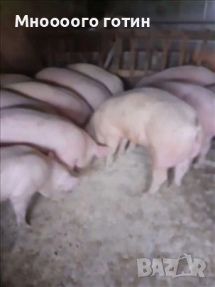 Продавам прасета , снимка 5 - Прасета - 52645674