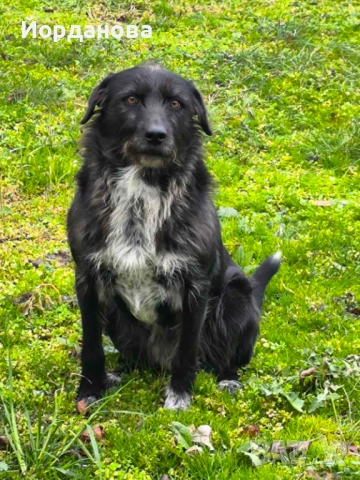 Подарявам куче, снимка 5 - Други - 53698238