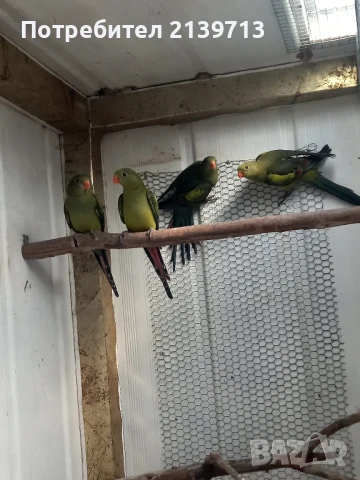 Продавам млади Планински папагали , снимка 4 - Папагали - 50833100
