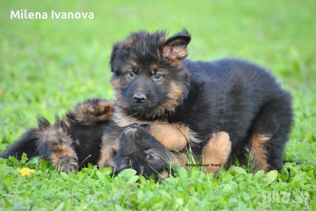 Легитимен развъдник разполага с кученца с дълъг косъм , снимка 13 - Немска овчарка - 52635144