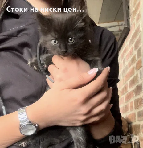 Подарявам 5 малки котета на грижовни стопани ❤️, снимка 4 - Ветеринари и услуги - 56208866