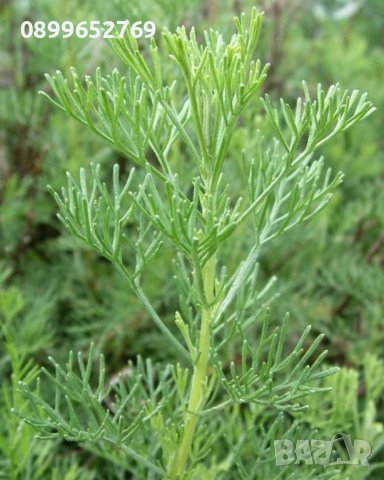 Храстовиден пелин (Artemisia abrotanum)