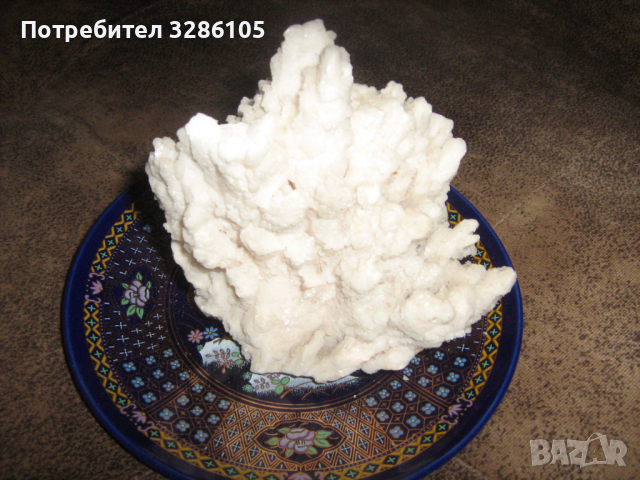 корали от червено море