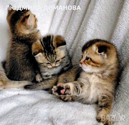 Шотландски мъжки женски , снимка 3 - Британска късокосместа - 53440012