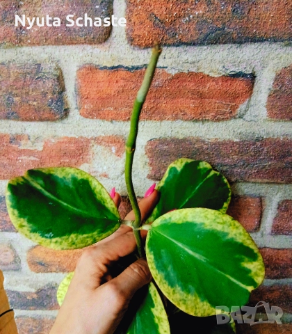 Хоя. Хойя kerrii spot margin , снимка 2 - Стайни растения - 52629505