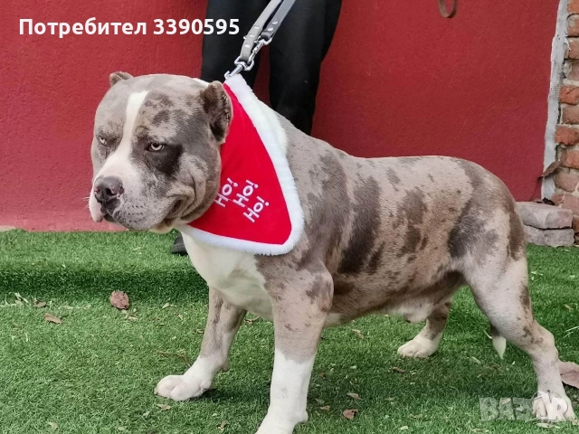 Американско Були Покет и Хл за Разплод, снимка 6 - Други - 47006995