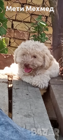 лагото, снимка 9 - Други - 51213827