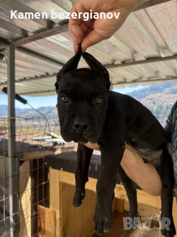 Кане Корсо Смолян , снимка 4 - Кане корсо - 52457720