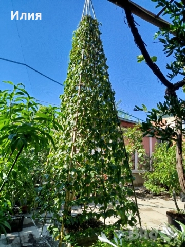 Бреза на формировка пирамида , снимка 7 - Градински цветя и растения - 51471282