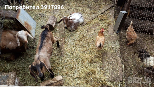 Ярета с.Баня, общ. Панагюрище, снимка 1