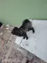 померан шпиц немски  , снимка 7