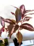 Карикатурен храст Graptophyllum pictum, снимка 1