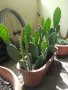 Саксии с незамръзващ кактус  , снимка 11