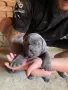 кученца кане корсо, снимка 3