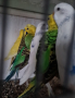 Продавам работещи чифтове вълнисти папагалчета, снимка 8