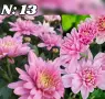 Само 2.80€ за брой кълбовидна хризантема до изчерпване на количествата , снимка 4