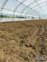 Оранжерии и открити площи под наем на 7 км. от гр. Варна в с. Куманово, от 70 кв.м. до 300 кв.м., снимка 9
