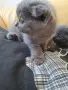 Шотландска клепоуха котка, снимка 1
