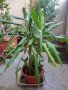 Драцена маргината и Драцена фрагранс, снимка 3