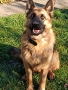 Продавам немска овчарка на година и половина не е агресивен кастриран за повече информация 089903513, снимка 6
