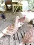 Пуйки и пуяци Ред бърбън на 4 месеца , снимка 4