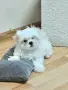 Малтийка болонка момиче , снимка 5