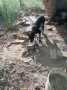Кучетата подарявам, снимка 3
