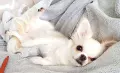 Дългокосместо чихуахуа търси дама , снимка 2