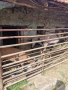 Продавам коч, кози , пуйки , паун , снимка 4