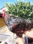 Продавам петел и кокошки брама, снимка 1 - Кокошки и пуйки - 41697216