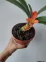 Кливия- оранжева, clivia, снимка 1