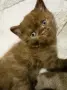  Британско късокосместо момче. шоколадово. British Shorthair Kitten, снимка 1