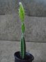 Драконов плод сорт Ред Джина плодно растение на 2 години, снимка 1 - Стайни растения - 39960471