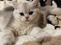 Британско сребърно коте, снимка 1