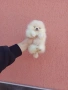 Бели мини Померани. Реални снимки от 13.03.26 г. , снимка 11