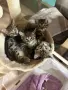 Екзотични котета, снимка 1