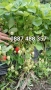 Продавам качествен разсад ягоди , снимка 11