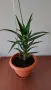 Алое вера, различни големини и суколентни , снимка 2