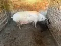 продавам малки прасенца , снимка 4